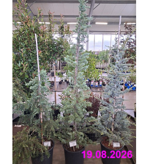 Cedrus deodara 'Bush's Electra' C 25 L